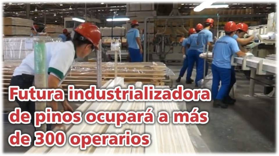 Palenque Rural: futura industrializadora de pinos