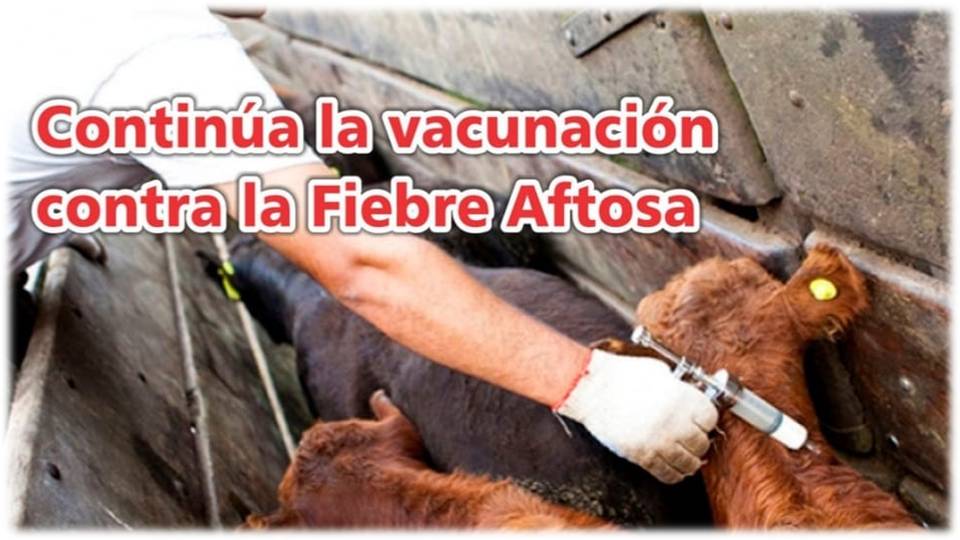 Palenque Rural: continúa vacunación contra aftosa