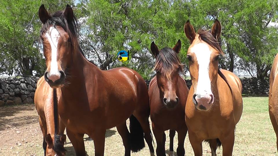 Precio del yeguarizo en mayo fue de $45.68 por kilo
