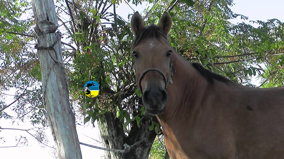 imagen de caballo, precio del yeguarizo en mayo fue de $45.68 por kilo