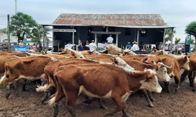 Feria en curtina reflejó demanda y agilidad en el mercado