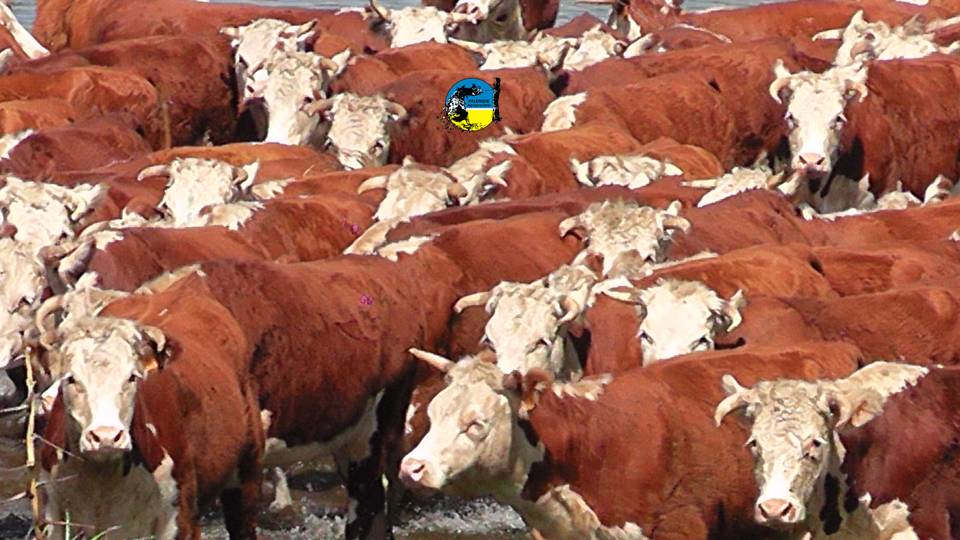 IMAGEN DE GANADO, NOVILLO MERCOSUR: URUGUAY SE CONSOLIDA COMO EL MÁS CARO DE LA REGIÓN
