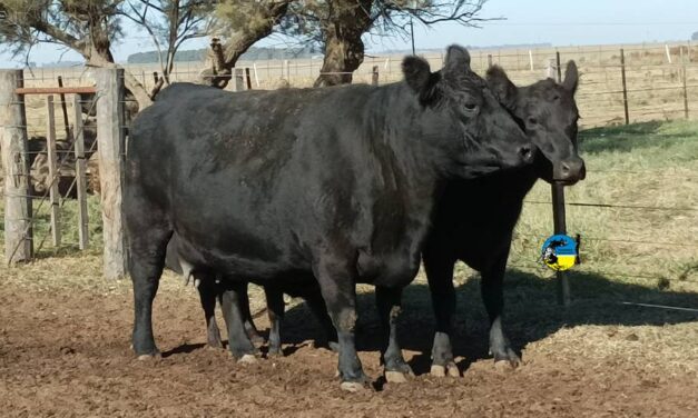 Mercado de haciendas gordas se viene afirmando