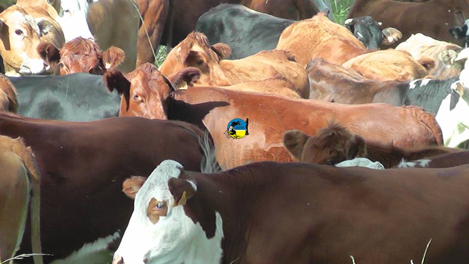 IMAGEN DE GANADO, PLAZA RURAL vendió 19.503 vacunos en el remate 288º