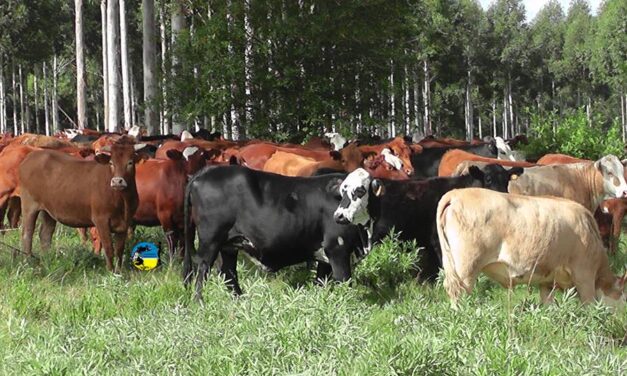 Mercado de haciendas gordas se mantiene firme