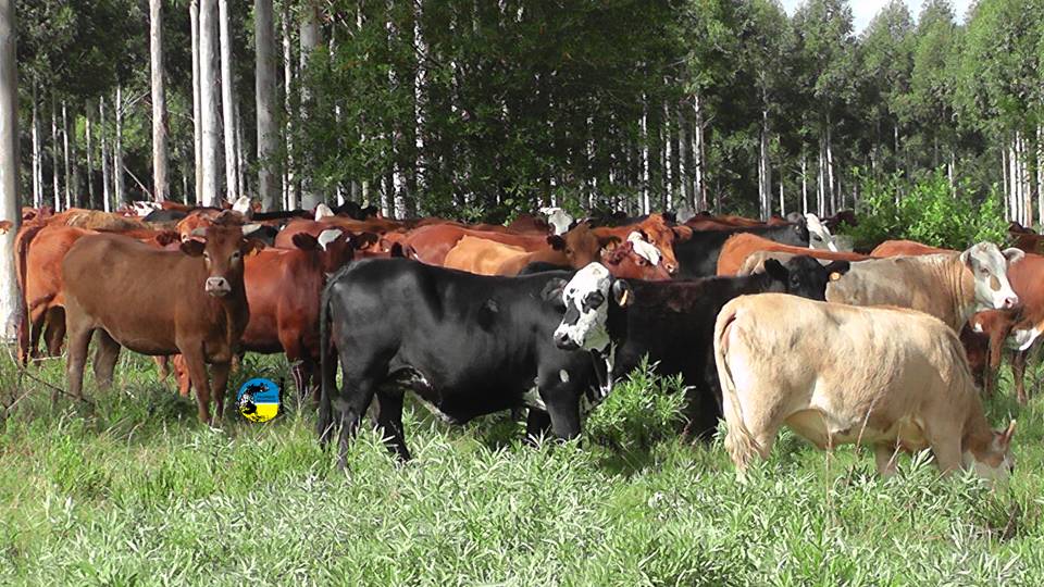 Mercado de haciendas gordas se mantiene firme