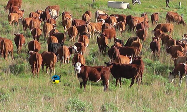 Plaza Rural vendió 19.503 vacunos en el remate 288º