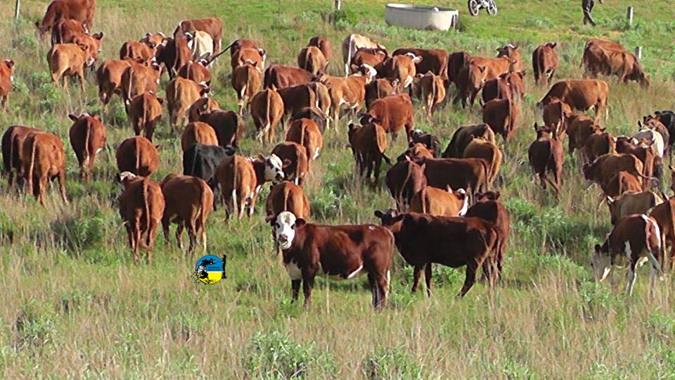 Plaza Rural vendió 19.503 vacunos en el remate 288º