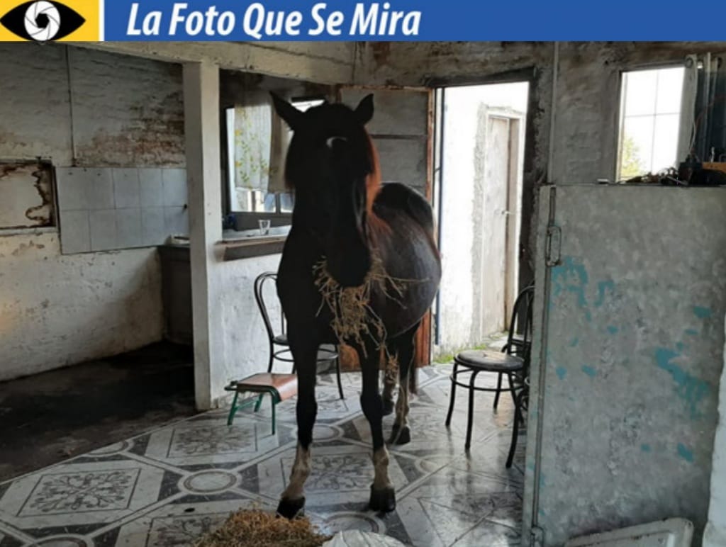 imagen de la foto que se mira, una caballo adentro de una casa comiendo alfalfa