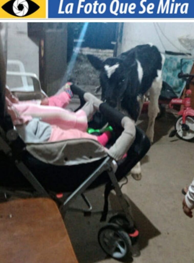 IMAGEN DE LA FOTO QUE SE MIRA, UN TERNERO CUIDANDO UNOS MELLIZOS DENTRO DE LA CASA