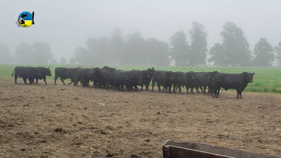 IMAGEN DE GANADO, MERCADO GANADERO SINTIÓ EL CIMBRONAZO DE LOS INTENSOS FRÍOS