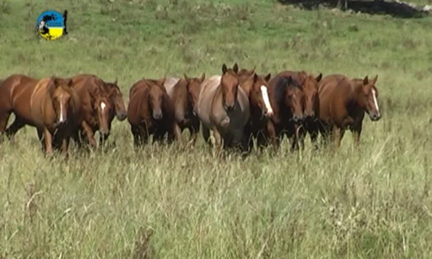 En junio el precio del Equino se ubicó en $48.12 por kilo