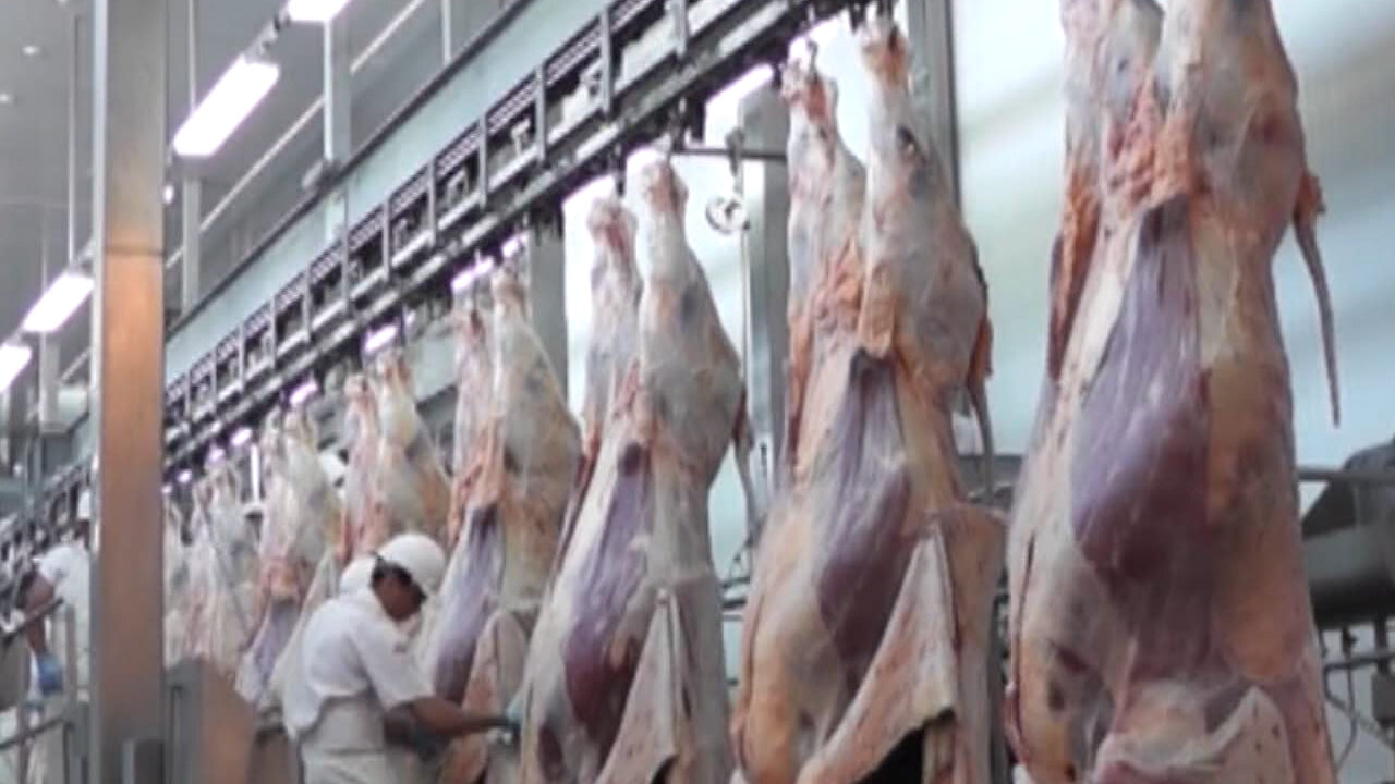 IMAGEN DE FAENA BOVINA FUE DE 34.996 CABEZAS