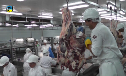 Faena Bovina fue de 34.996 cabezas