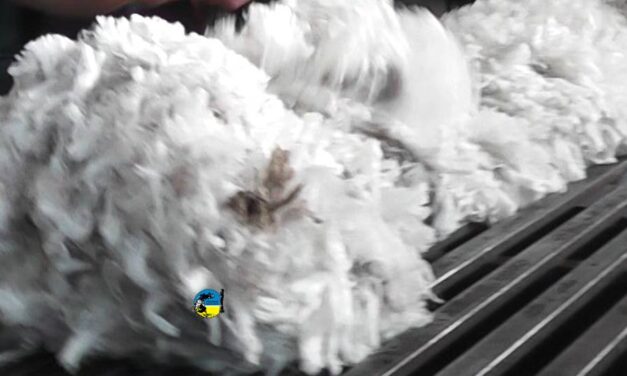Lanas: Se vendió un lote de Merino y otro de Corriedale