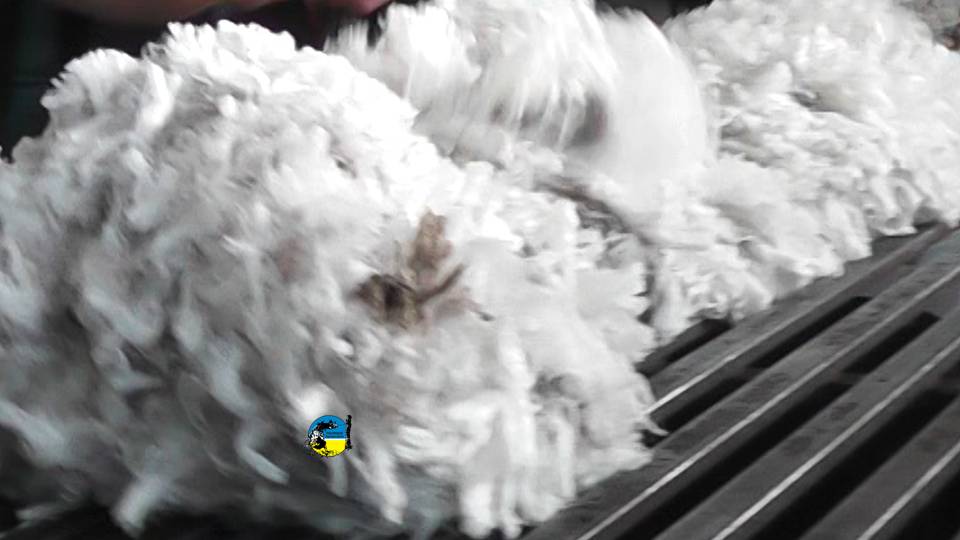 Lanas: Se vendió un lote de Merino y otro de Corriedale