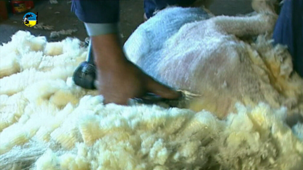 imagen de lanas: se vendió un lote de merino y otro de corriedale