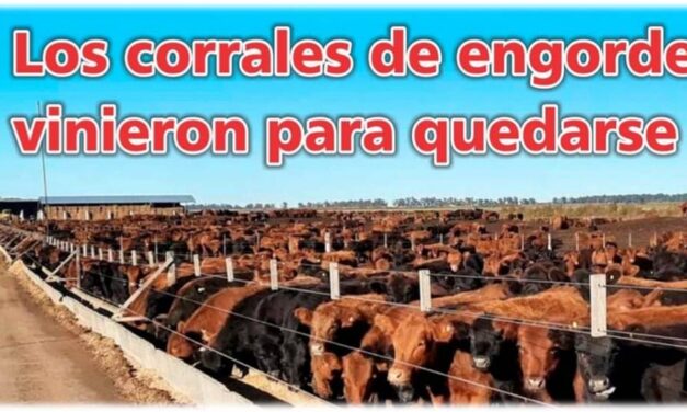 Palenque Rural: corrales de engorde vinieron para quedarse