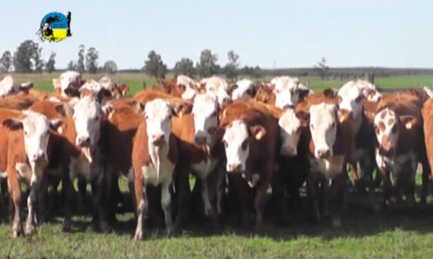 Novillo Mercosur: debilidad del real hunde el precio en Brasil