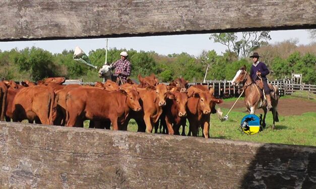 Pantalla Uruguay dispersó el 96.18% de la oferta
