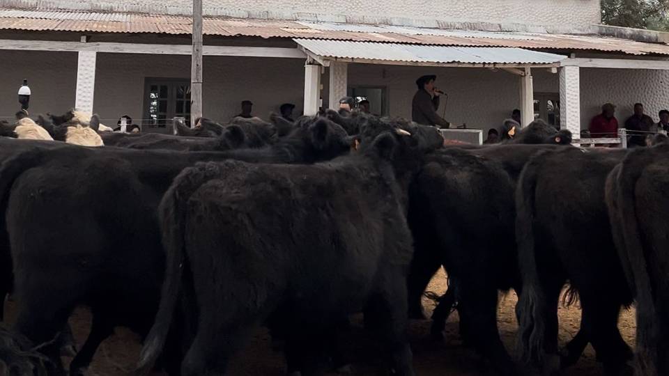 ANSINA: ABULTADA OFERTA CON BUENOS VALORES