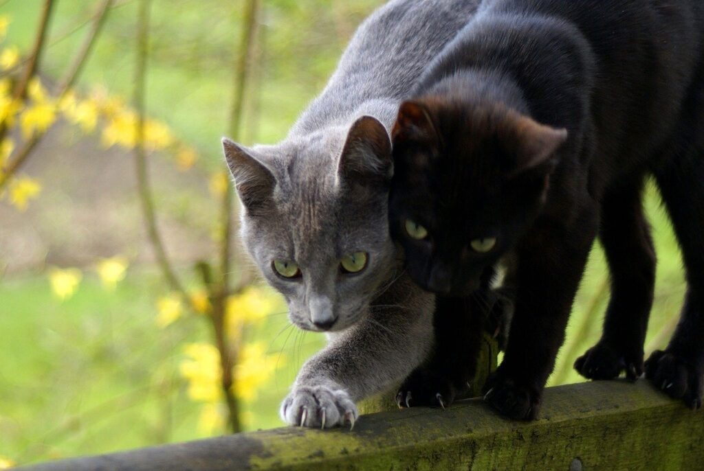 IMAGEN DE GATOS, DETECTAN CASO DE RABIA ANIMAL EN SALTO, URUGUAY