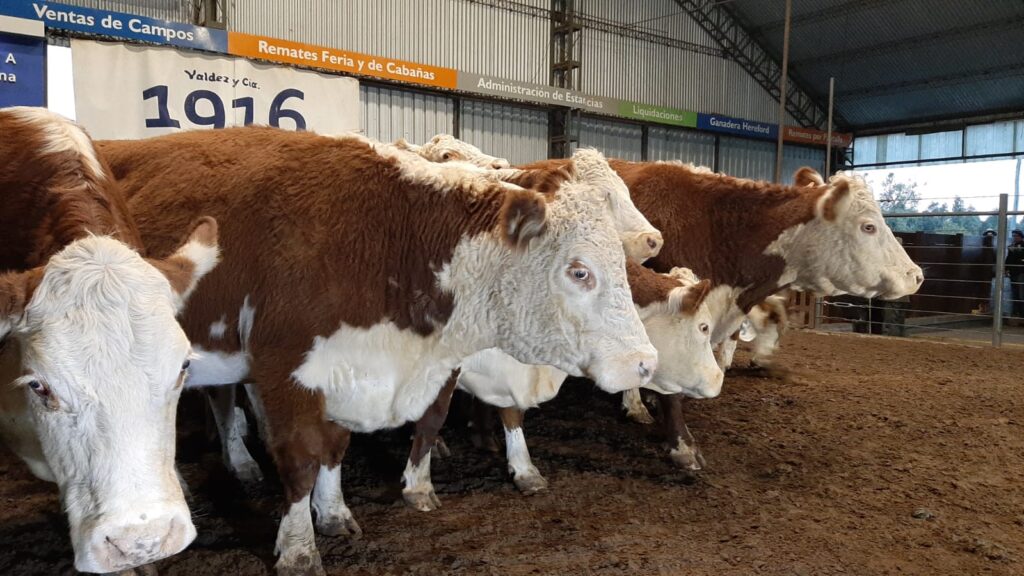 IMAGEN DE VACAS EN PISTA DE UN BUEN REMATE DE VALDEZ EN DON TITO