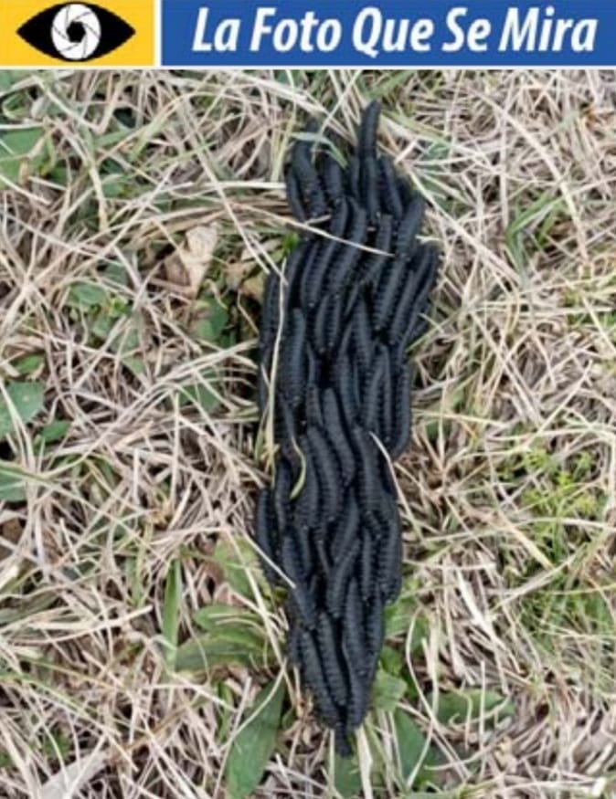 IMAGEN DE LA FOTO QUE SE MIRA GUSANOS NEGROS AMONTONADOS 