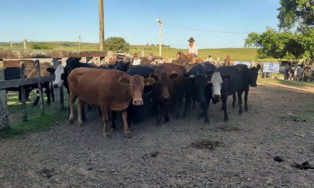 En un suspiro se vendieron 400 vacunos en La Sebiana