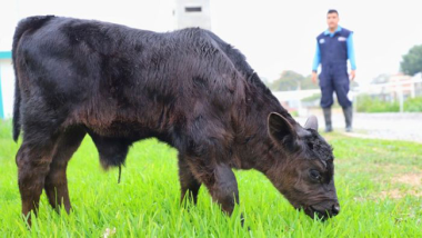 IMAGEN DE GARY , NACE EN PERÚ EL PRIMER TERNERO POR FECUNDACIÓN IN VITRO