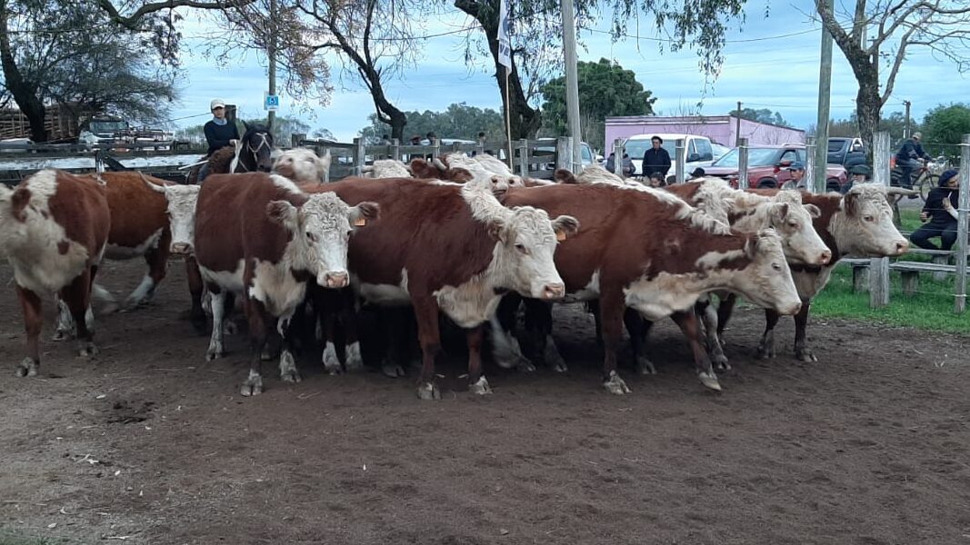 IMAGEN DE VACAS EN LA PISTA DE ZAPARÁ SE LUCIÓ CON BUENA OFERTA EN LA PISTA 