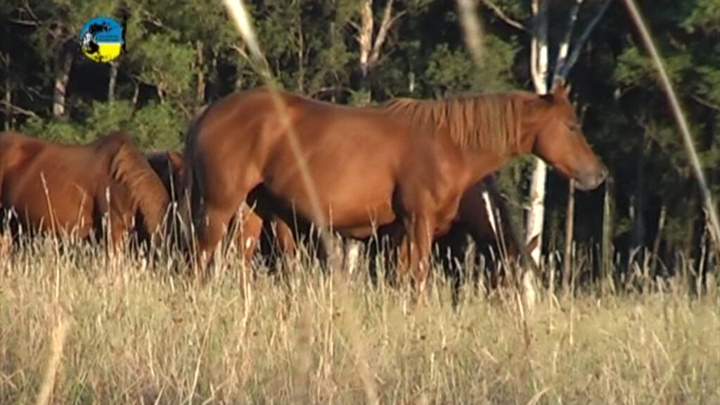 IMAGEN DE CABALLOS, EL PRECIO DEL YEGUARIZO EN EL MES DE JULIO FUE DE $47.84 POR KILO