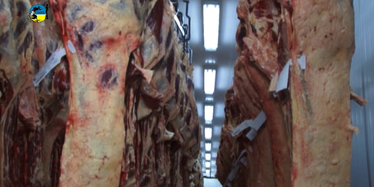 Faena Bovina fue de 46.650 cabezas