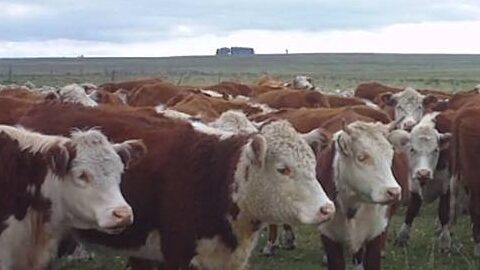 imagen de ganado en el campo, novillo mercosur: estabilidad de valores