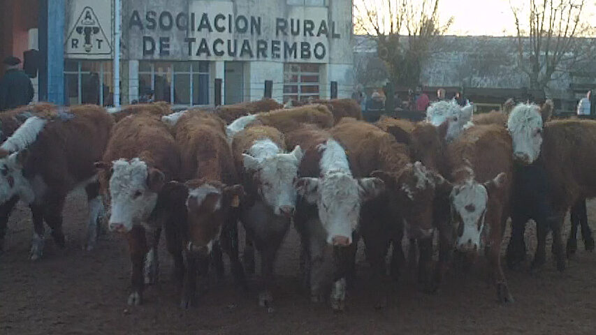 imagen de ganado en la pista agro oriental con f&g group en la rural