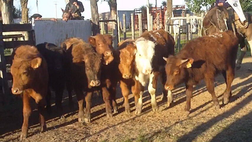 imagen de terneros en la pista de local curtina: la avidez del mercado se llevó todo