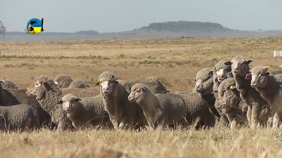 IMAGEN DE LANARES