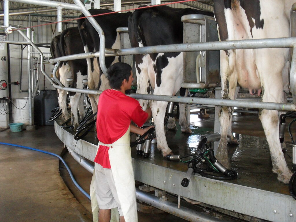 IMAGEN DE TAMBO, EN 2023 SE REMITIERON A LAS INDUSTRIAS 2.114 MILLONES DE LITROS DE LECHE