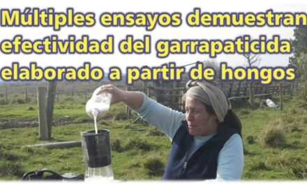 Palenque Rural: garrapaticida elaborado a partir de hongos