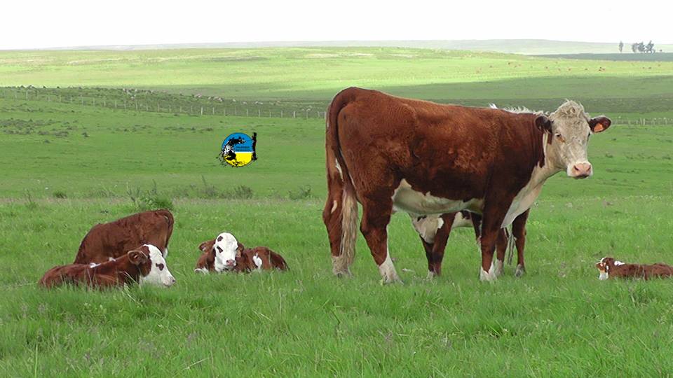 imagen de ganado en el campo, snig anuncia mejoras en proceso de entrega de caravanas