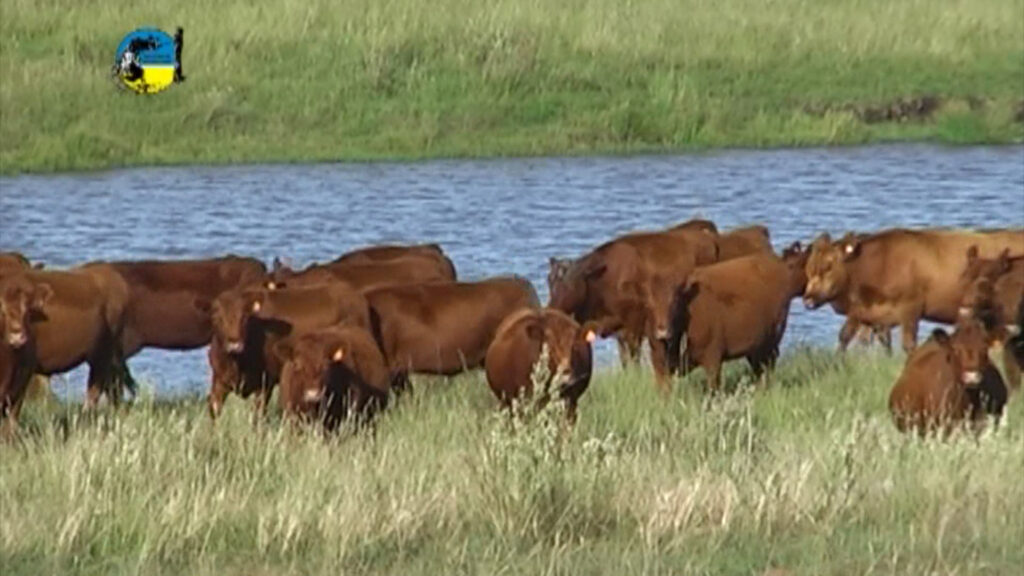 IMAGEN DE GANADO EN EL CAMPO, NOVILLO MERCOSUR: ARGENTINA Y URUGUAY EN UN EMPATE DE PRECIOS