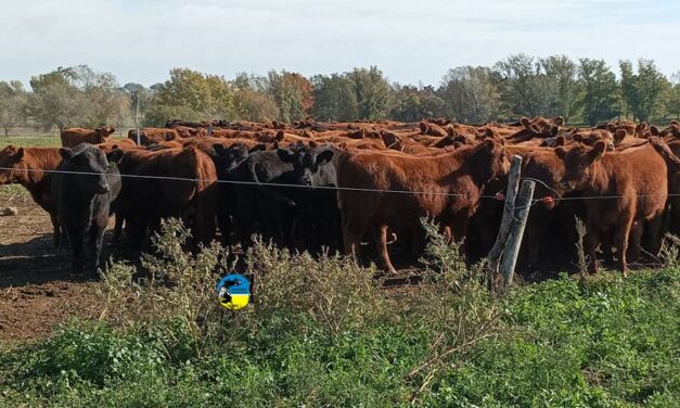 Novillo Mercosur: cambios de sólo dos o tres centavos