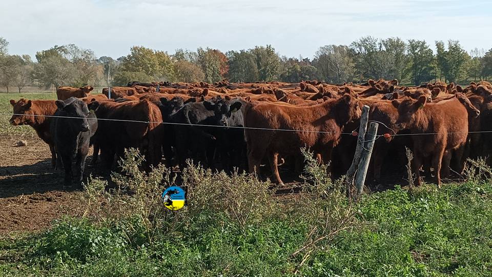 Novillo Mercosur: cambios de sólo dos o tres centavos