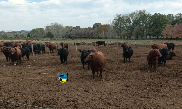 En haciendas gordas estamos en una nueva ventana de corral