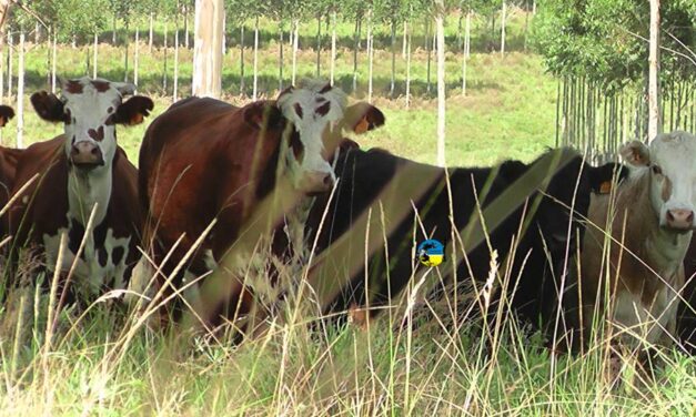 Novillo Mercosur: Argentina y Uruguay en un empate de precios
