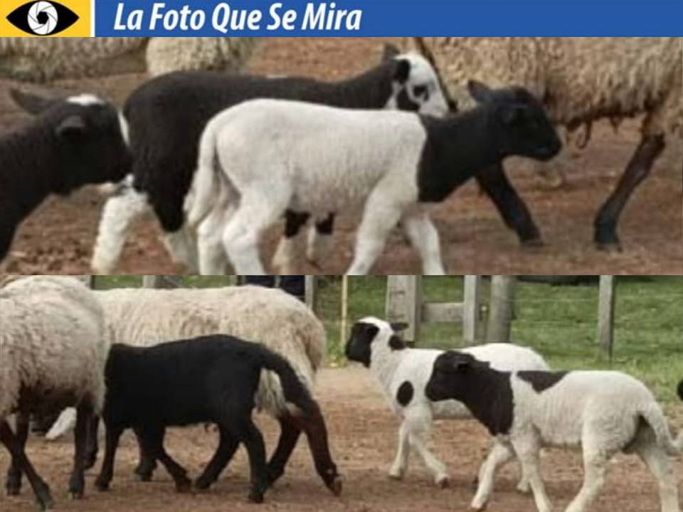 LA FOTO QUE SE MIRA, CORDEROS BLANCOS Y NEGROS 