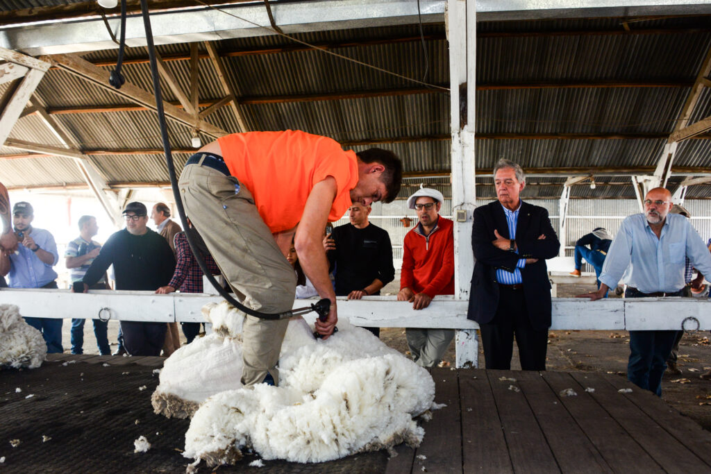 IMAGEN DEL MINISTRO MATTOS MIRANDO COMO ESQUILAN UNA OVEJA, LANZAMIENTO ZAFRA OVINA 2024-2025