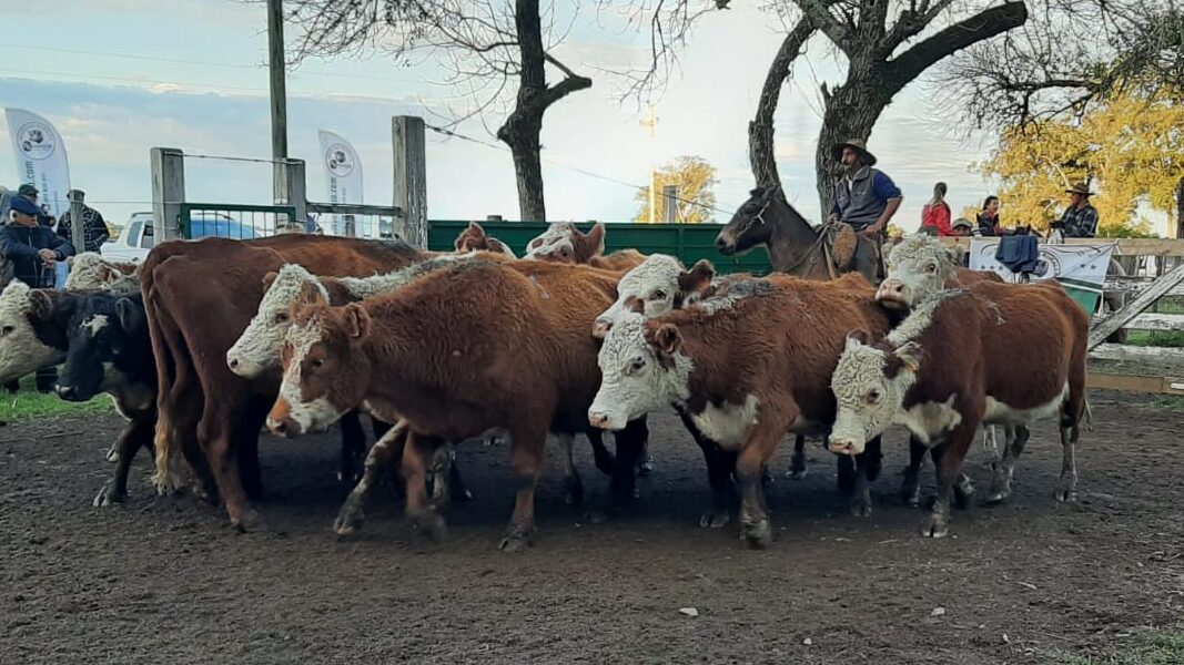 imagen de ganado en la pista de zapará se metió en los buenos precios del mercado