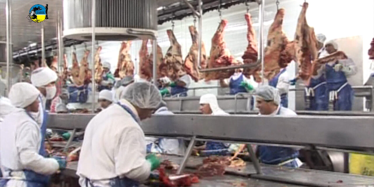 Faena Bovina fue de 31.945 cabezas