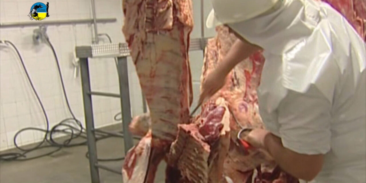Faena Bovina fue de 38.894 cabezas